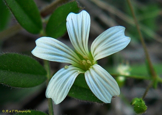 {Mononeuria patula}